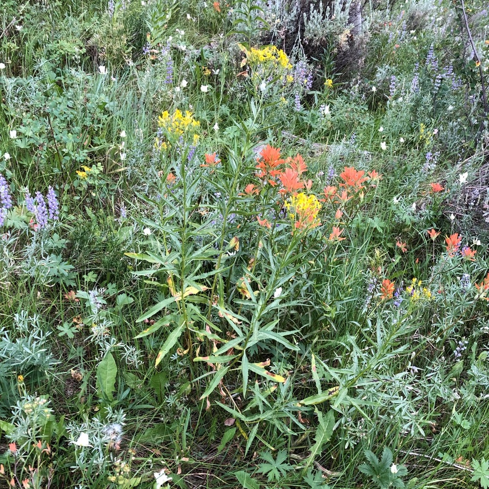 Meet your Posher, Alison